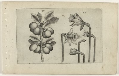 Ciliegia acida e narciso selvatico da Crispijn van de Passe (I) (attributed to)