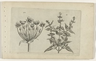 Fiore di cigno e salvia a piccoli fiori (serie Cognoscite lilia) da Crispijn van de Passe (I) (attributed to)