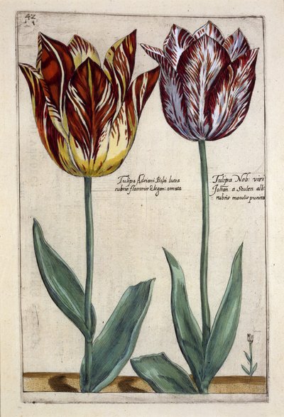 Tulipa Adriani Bilsi e Tulipa Nob viri Johan a Seulen, da 