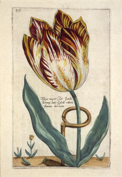 Tulipa Mayor Do Jacobi Bommy, Tavola 47, da 