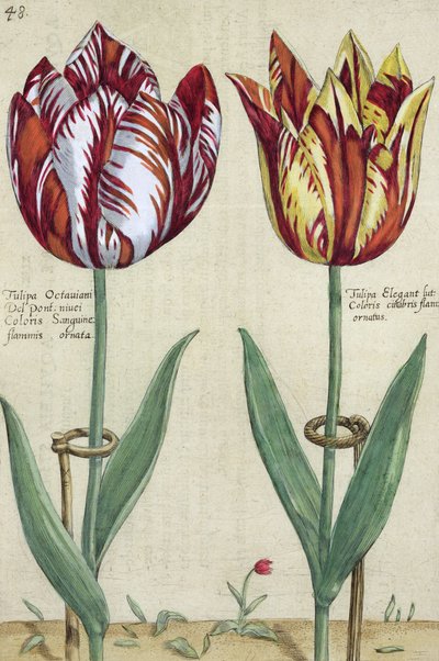 Tulipa Octaviani del pont e Tulipa Elegant, da 
