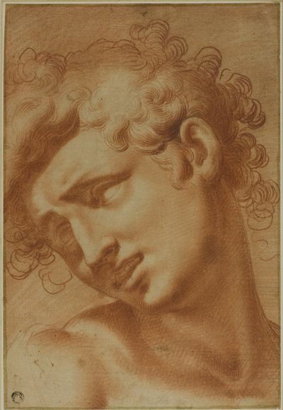 Testa di un Giovane da Cristoforo Roncalli