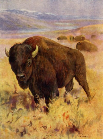 Allo zoo: Bisonte (litografia a colori) da Cuthbert Edmund Swan