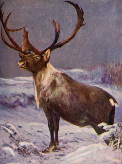 Allo zoo: Renna (litografia a colori) da Cuthbert Edmund Swan