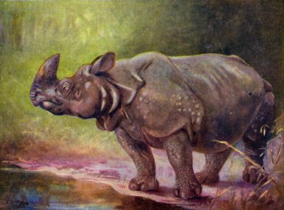 Allo zoo: Rinoceronte da Cuthbert Edmund Swan