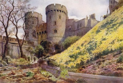 Narcisi sulla collina sotto la Torre Rotonda, Castello di Windsor da Cyril Ward