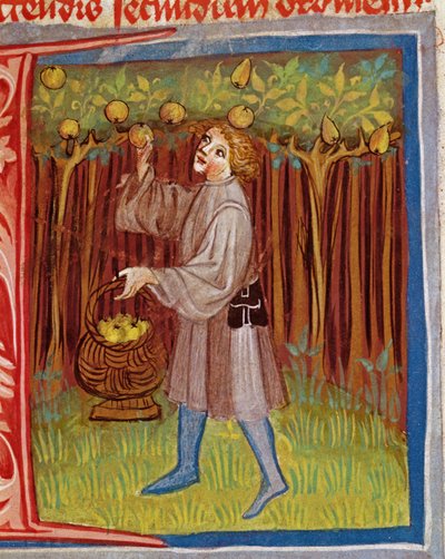 Raccolta di frutta, dall