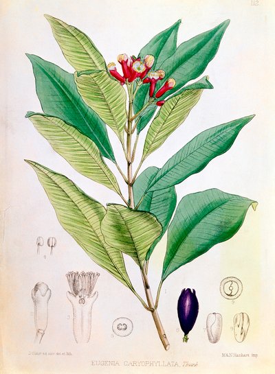 Chiodo di garofano, bocciolo di fiore di Syzygium aromaticum Eugenia carophyllata da D Blair