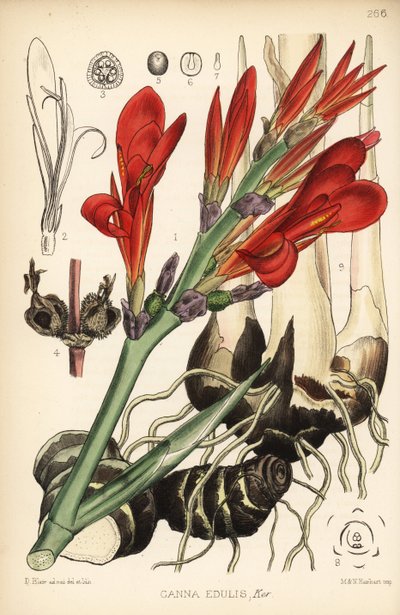 Canna indica. Litografia colorata a mano di Hanhart da un