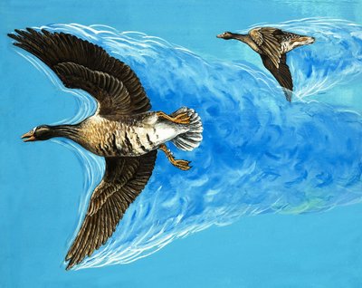 Turbolenza causata dal volo degli uccelli da D. Makele.