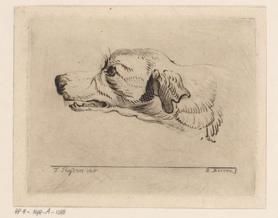 Testa di un cane da D. Merrem