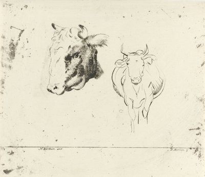 Foglio di studio con una testa di mucca e una mucca vista di fronte da D. Merrem