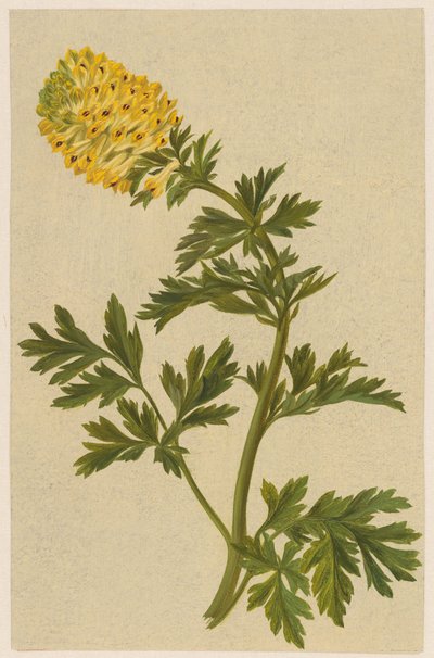 Ramoscello con un fiore di Corydalis da D. van Alphen