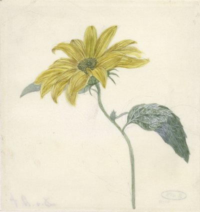 Girasole da D. van Alphen