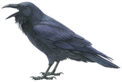 Corvo comune da Damstra Emily
