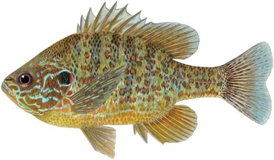 Pesce sole zucca da Damstra Emily
