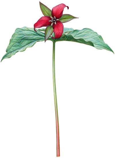 Trillium rosso da Damstra Emily