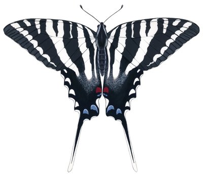 Farfalla Zebra Swallowtail da Damstra Emily