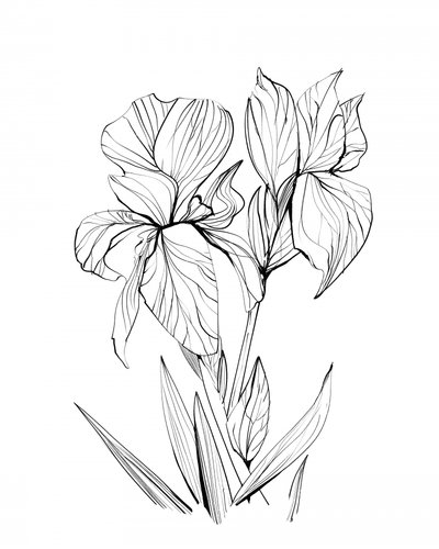  Iris da Dan Hobday