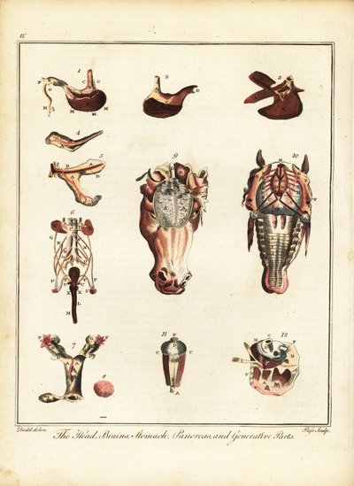 Anatomia di un cavallo. 1792 (incisione) da Daniel (after) Dodd