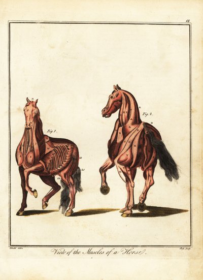 Muscolatura di un cavallo. 1792 (incisione) da Daniel (after) Dodd