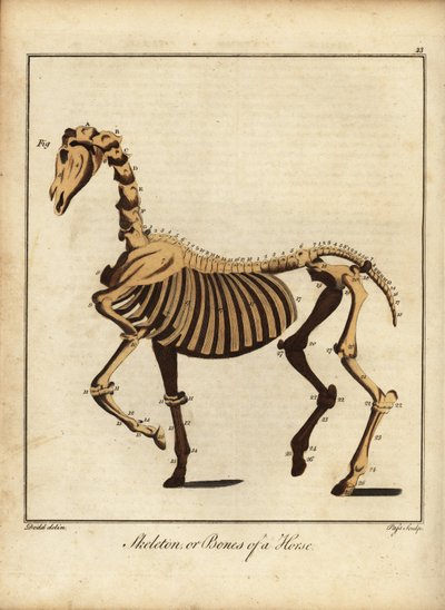Scheletro o ossa di un cavallo. 1792 (incisione) da Daniel (after) Dodd