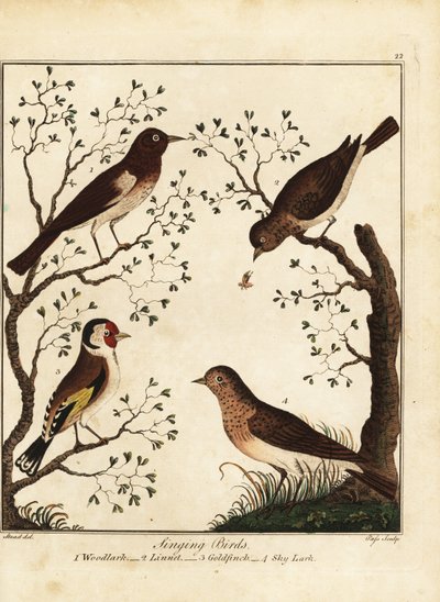 Uccelli canori: allodola, fanello, cardellino, allodola. 1792 (incisione) da Daniel (after) Dodd