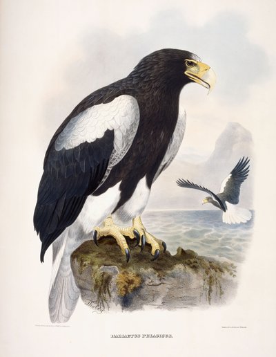 Haliaetus Pelagicus da Daniel Girard Elliot