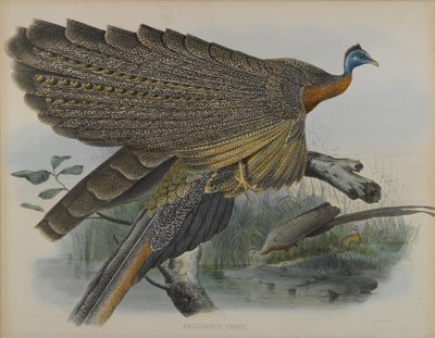 Argusianus Grayii da Daniel Giraud and Gould John Elliott