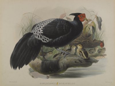 Euplocamus Horsfieldii da Daniel Giraud and Gould John Elliott