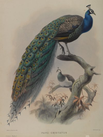 Pavo Cristatus - Pavone Comune da Daniel Giraud and Gould John Elliott