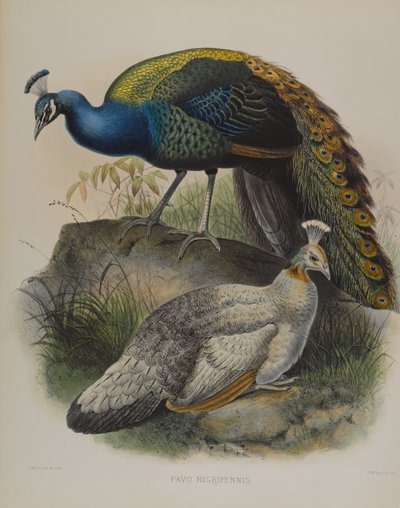 Pavo Nigripennis - Pavone dalle Spalle Nere da Daniel Giraud and Gould John Elliott