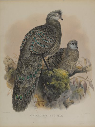 Polyplectron Tibetanum da Daniel Giraud and Gould John Elliott