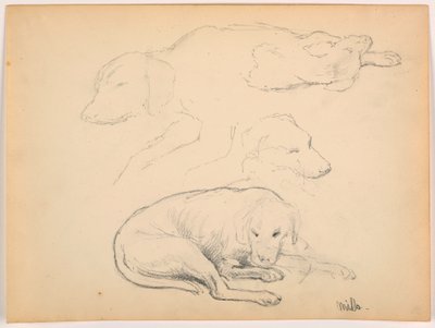 Disegno, Milo (un pointer), diversi studi, 1862 ca. da Daniel Huntington