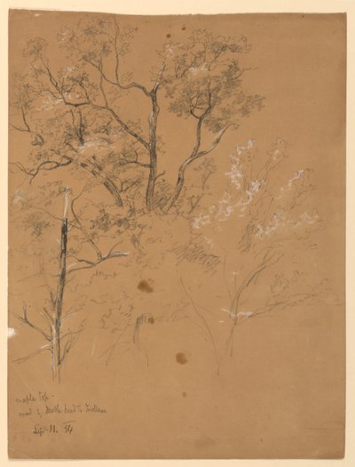 Cima d