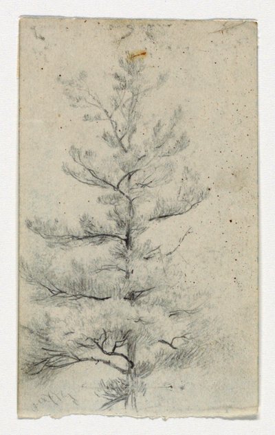 Schizzo di un albero da Daniel Huntington