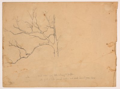 Studio di una Quercia Morta da Daniel Huntington