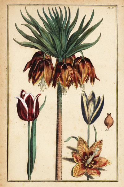 Giglio imperiale, Fritillaria imperialis, e tulipani, Tulipa gesneriana da Daniel Rabel
