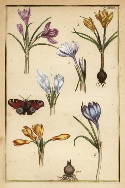 Crocus di primavera, Crocus vernus, e farfalla pavone europea, Aglais io da Daniel Rabel
