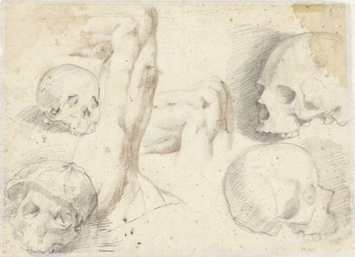 Quattro studi di un cranio da Daniele da Volterra