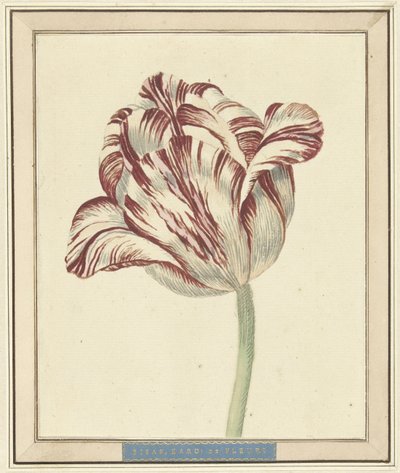 Tulipano, con il nome Bisar, Cardinale de Fleuri da Daniël Marot (II)