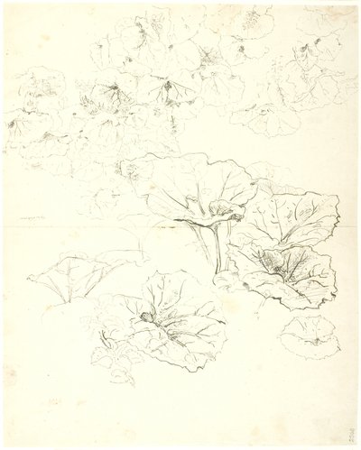 Studi di Foglie da Dankvart Dreyer