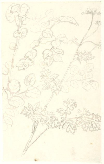 Studi di piante da Dankvart Dreyer