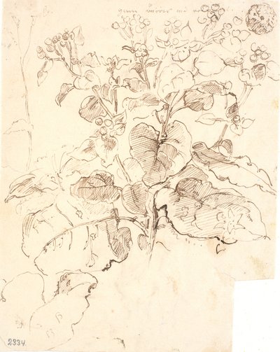 Studi di piante da Dankvart Dreyer