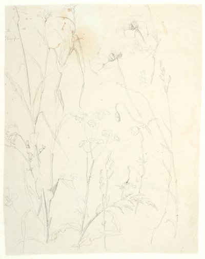Studi di piante da Dankvart Dreyer