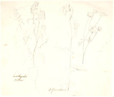 Studi di piante da Dankvart Dreyer