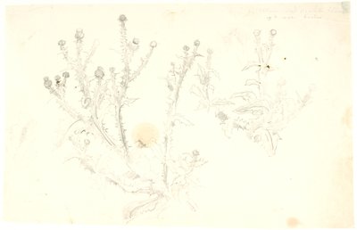 Studi di cardi da Dankvart Dreyer