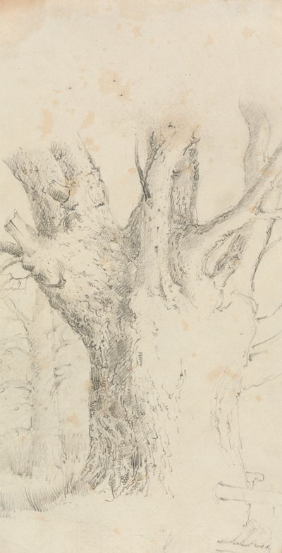 Albero da David Charles Read