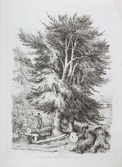 Faggio n. 18, illustrazione da Progressive Lessons on Landscape for Young Beginners, 1816 da David Cox