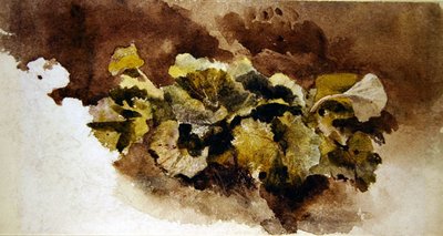 Foglie di banchina da David Cox
